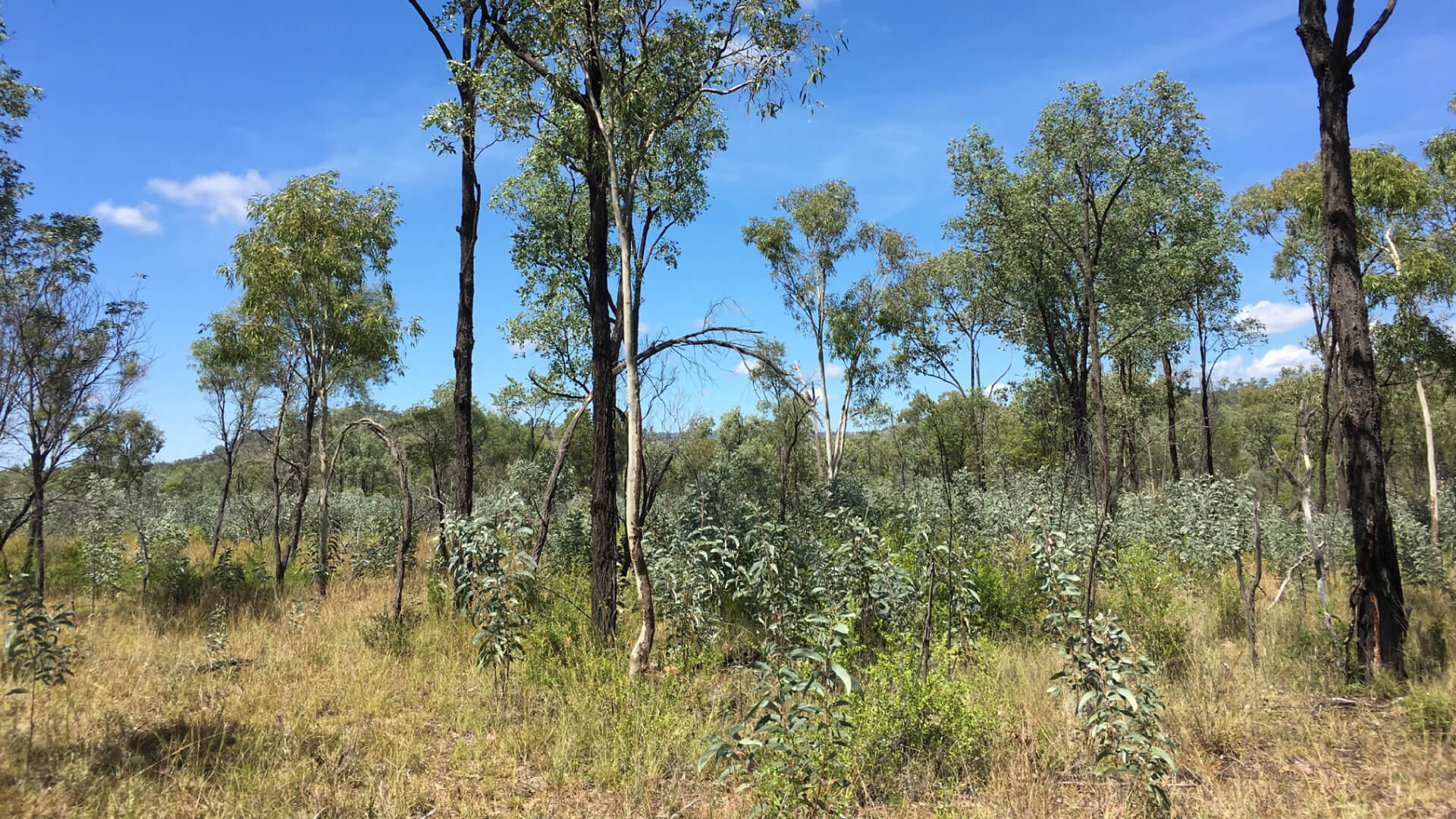 March edition of the GreenCollar monthly