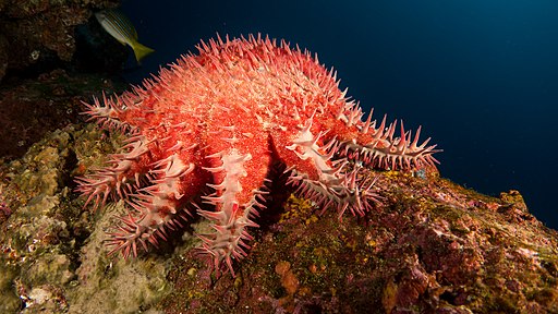 Some of these reef muchers have a bright warning color.