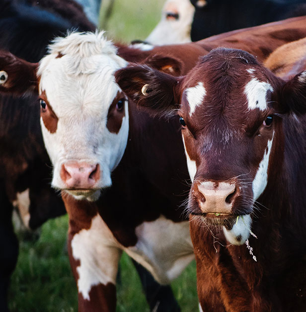 GreenCollar beef herd management carbon farming methods