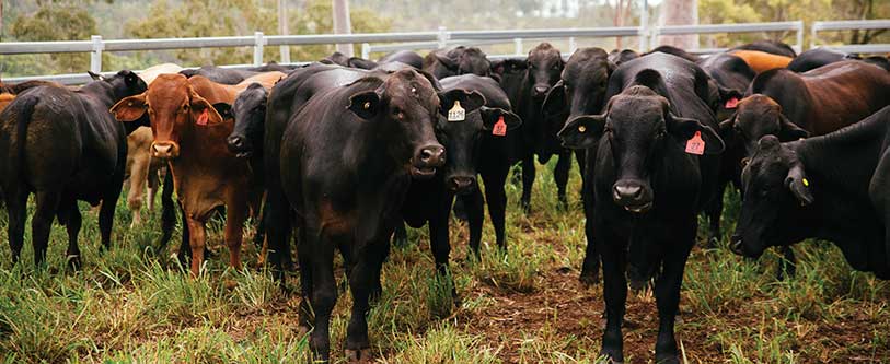 GreenCollar-Co-Benefits-cattle