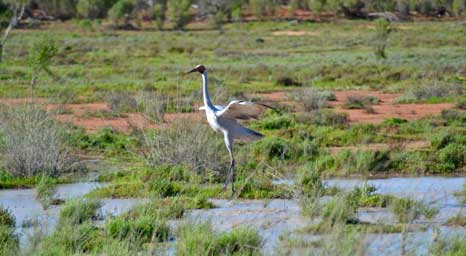 wetland-bird