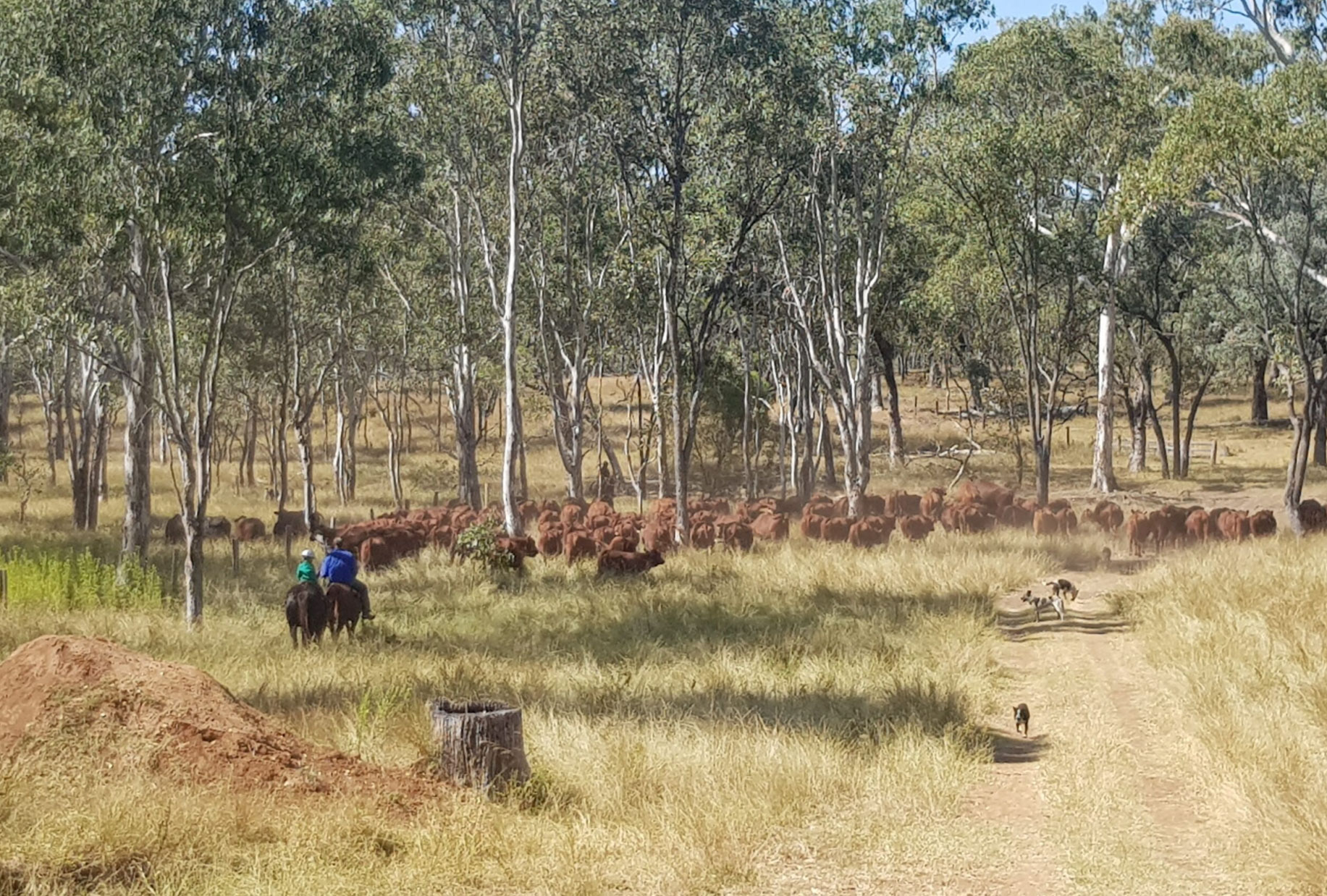 Colodan-QLD