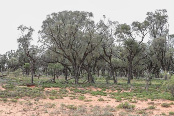 Darling River Conservation Initiative Site 14 (10)