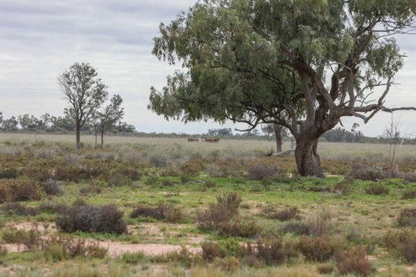Darling River Conservation Initiative Site 14 (11)