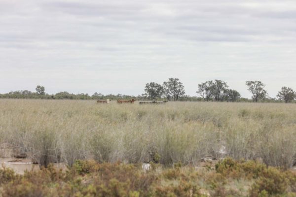 Darling River Conservation Initiative Site 14 (12)