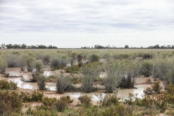 Darling River Conservation Initiative Site 14 (13)