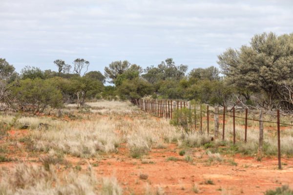 Darling River Conservation Initiative Site 14 (14)