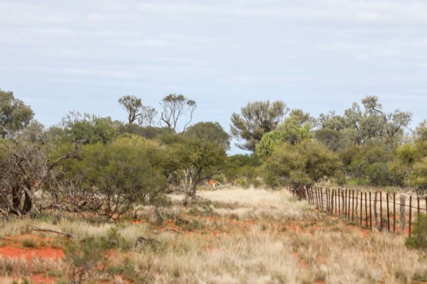 Darling River Conservation Initiative Site 14 (15)