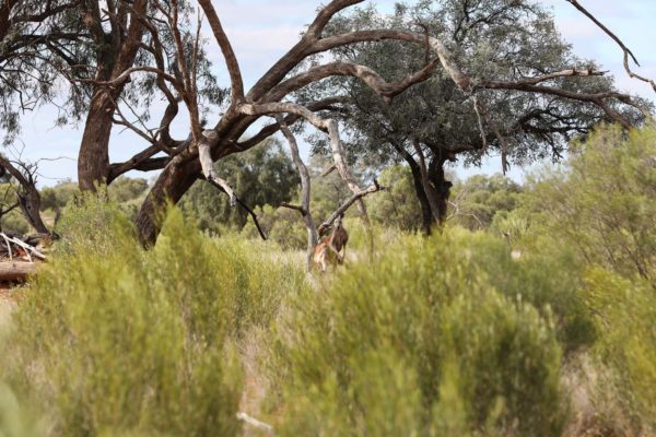 Darling River Conservation Initiative Site 14 (2)
