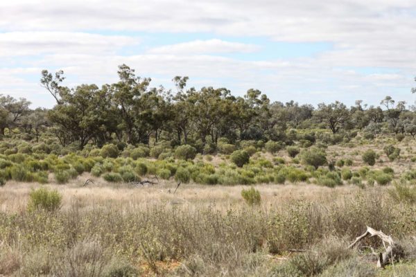 Darling River Conservation Initiative Site 14 (4)