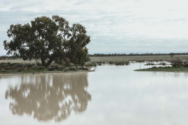 Darling River Conservation Initiative Site 14 (6)