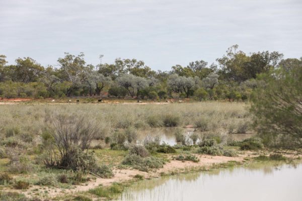 Darling River Conservation Initiative Site 14 (7)