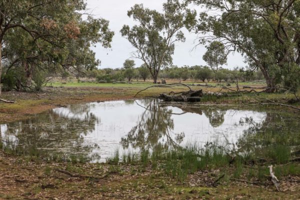 Darling River Conservation Initiative Site 14 (9)