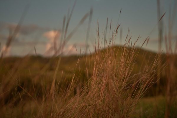 Catchment Conservation Alliance – Great Barrier Reef Initiative Site #15