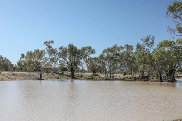 Darling River Conservation Initiative - Site #6 (9)