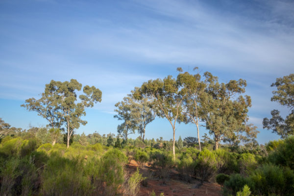Kaleno Station, near Sandy Creek, South West of Cobar in North Western, New South Wales