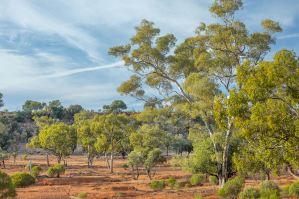 Kaleno Station, near Sandy Creek, South West of Cobar in North Western, New South Wales
