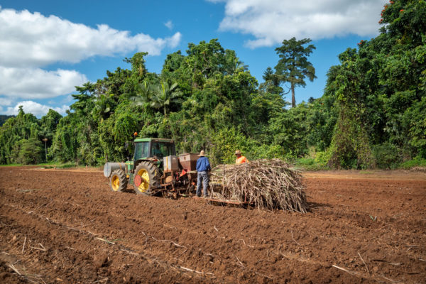 Photography of four farmers in the Innisfail and Euramo districts for Keep Left and Green Collar for the Reef Credits scheme.